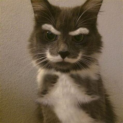 動物 眉毛